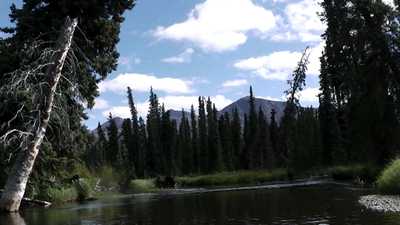 Fluss zwischen Nadelwald und Bergen in der Yukon-Wildnis.