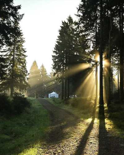 Waldweg im Thüringer Wald, durch die Bäume fällt Sonnenlicht.
